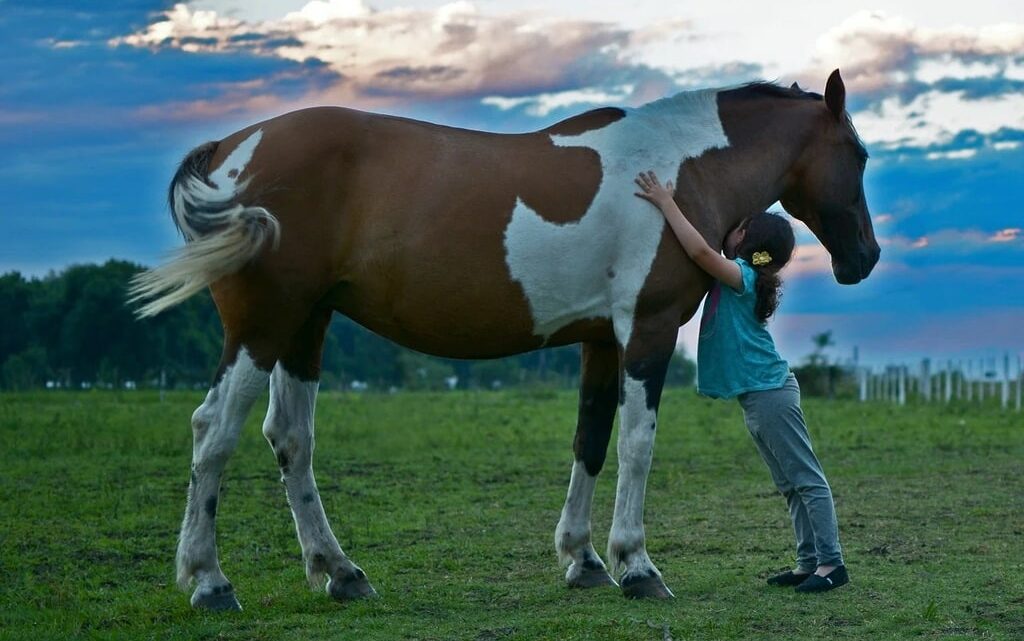 Comprendre et gérer le comportement de son cheval au repos